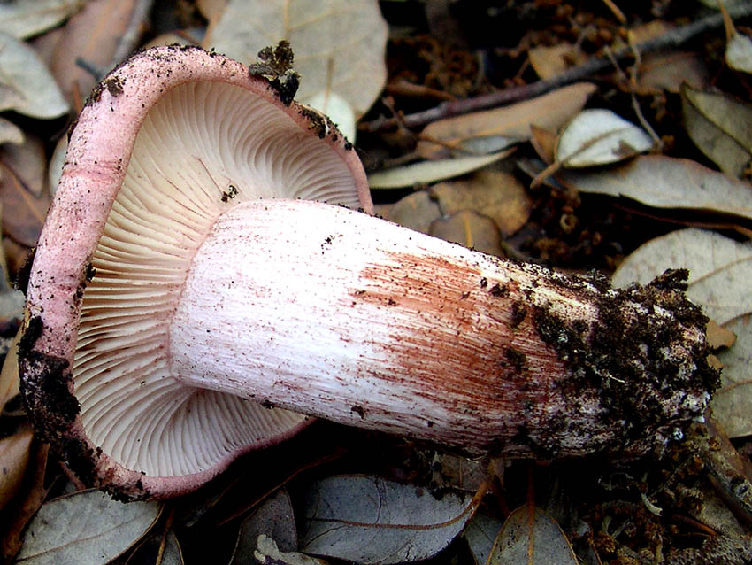 Qualche ritrovamento di Domenica 17/10